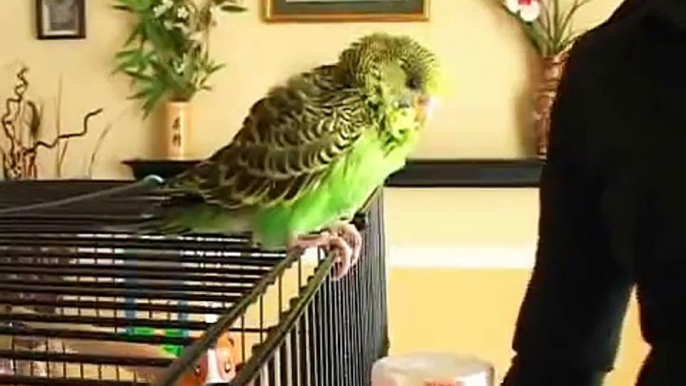 Caring for Parakeets : Time Requirements for Parakeets