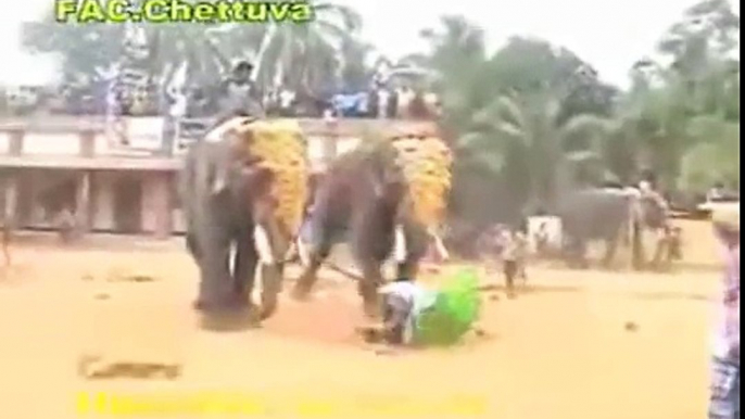 Elephant Stomp