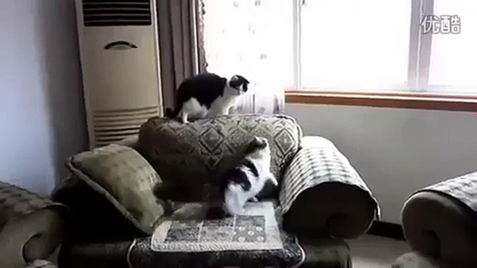 funny cats,funny animals,funny video,cute kittens,kittens,cats,funny cat videos