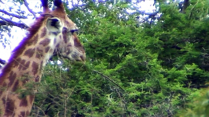 Episode 124, iSimangaliso Park, Part 2, S Africa