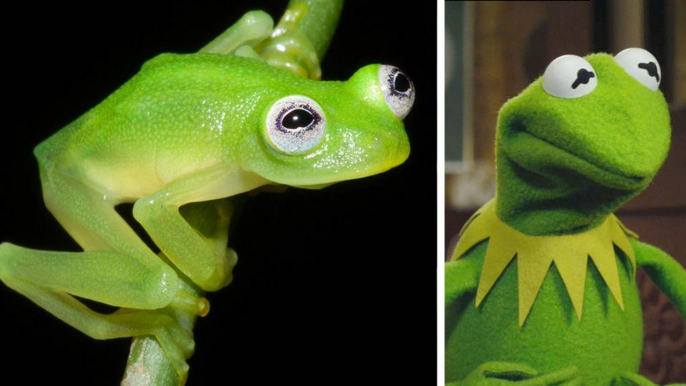 Kermit la grenouille existe au Costa Rica