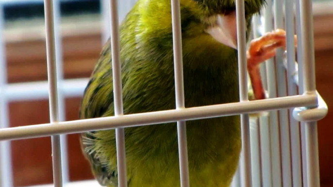 CANARY SINGING BEST VIDEO TO TRAINING CANARIES  BIRDS