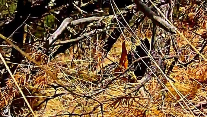 Baby Dies Falling out of Tree in Forest, Poor little bird. SO SAD.