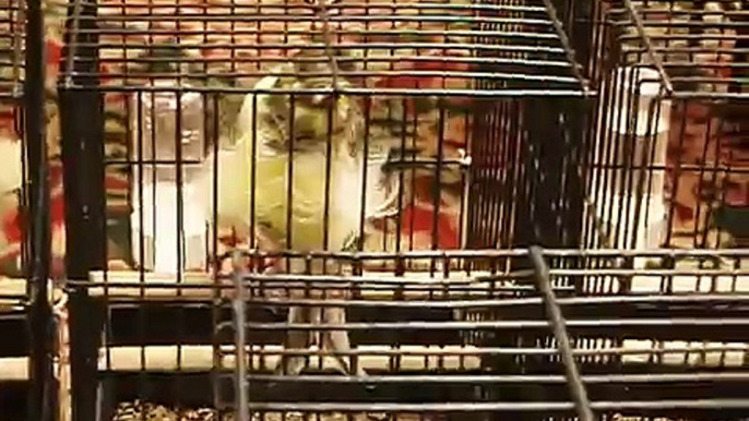 Parisian frill canaries at the 2009 national cage bird show