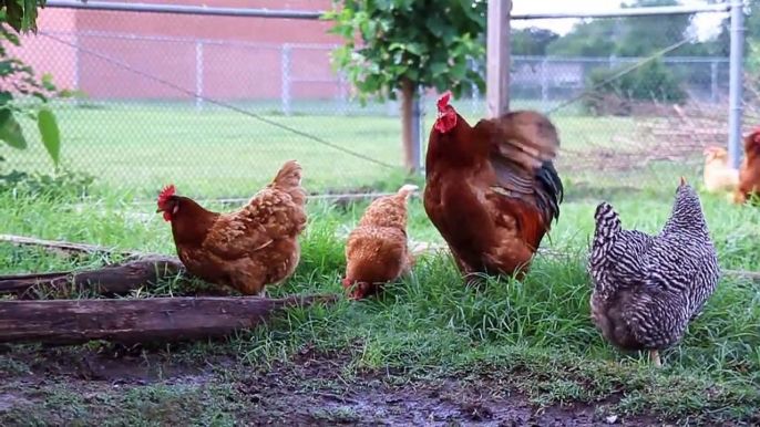 How To Raise Chickens - The Benefits of Free-Range Eggs!