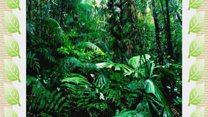 Tropical Rainforest 10' x 10' CP Backdrop Computer Printed Scenic Background GladsBuy Backdrop