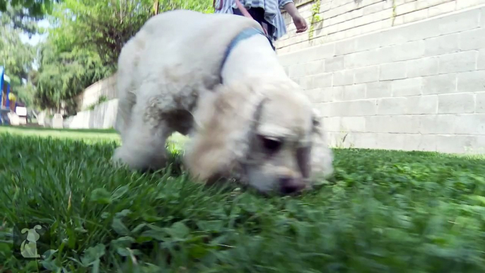 Doglopedia - Cocker Spaniel