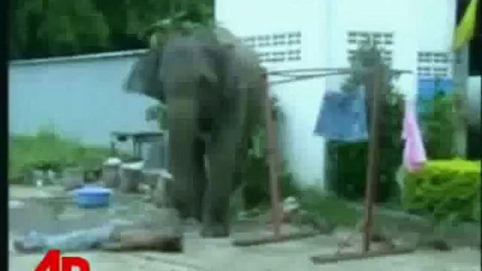 Enraged Elephant Stomps Man to Death