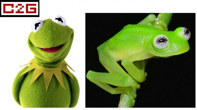Grenouille : a-t-on trouvé le vrai Kermit ?