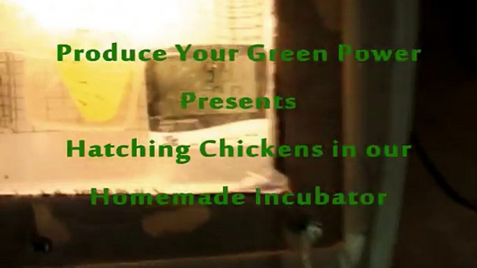 Hatch Chickens in Homemade Incubator