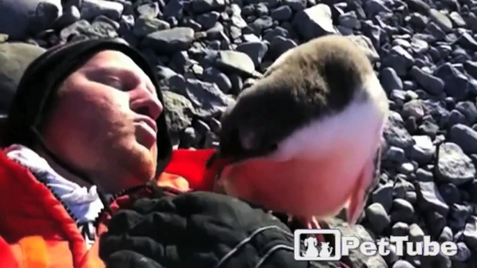 Baby Penguin Meets Human for the First Time