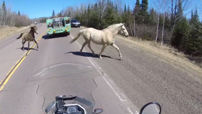 An Unlikely Traffic Stop Captured in the Wilderness