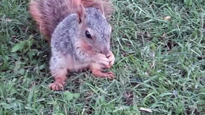 The World's Tamest Squirrel - Snickers Cute Baby Squirrel