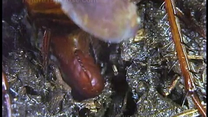 Cockroach laying eggs, eggs hatching (#248)