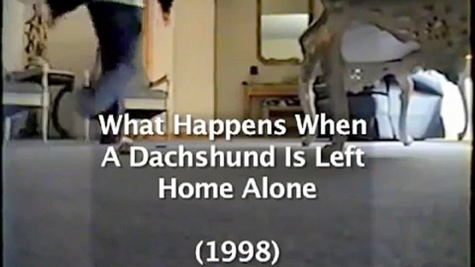 Dachshund Misses His Owners Home Alone Hidden Camera