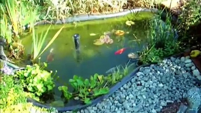 Mon bassin de jardin préformé, poissons rouges, aménagement déco, plantes