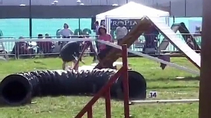 Border collie agility 2005