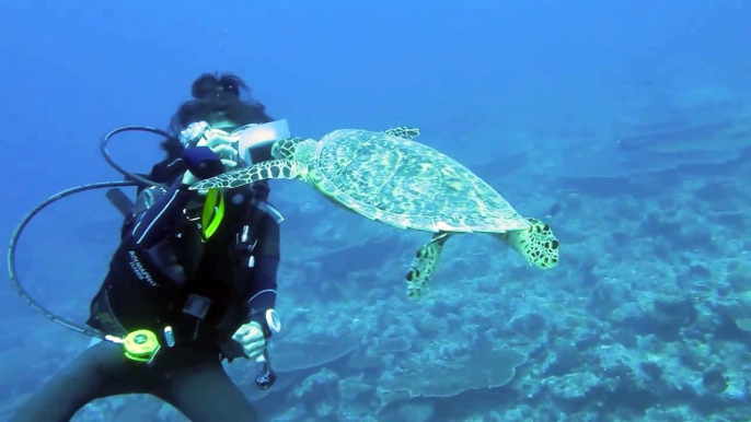 Diving Mirihi Maldives 2010 (Mantas, Whale Shark, Baby Sharks)