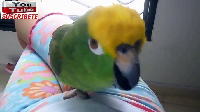 Loros hablando, LORO LLORA COMO BEBE cuando lo regañan. loros llorando, videos de loros hablando