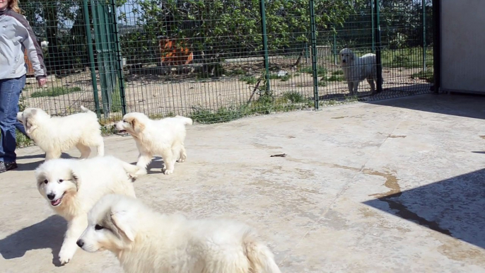 6 chiots montagne des pyrénées de Dame-de-coeur de la Plaine d'Astrée nés le 6 février disponibles fin avril.