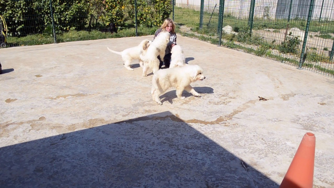 6 chiots montagne des pyrénées de Dame-de-coeur de la Plaine d'Astrée nés le 6 février disponibles fin avril.