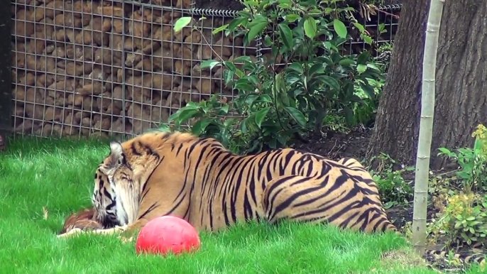 ZSL London Zoo - Tiger Territory - Talk & Feeding