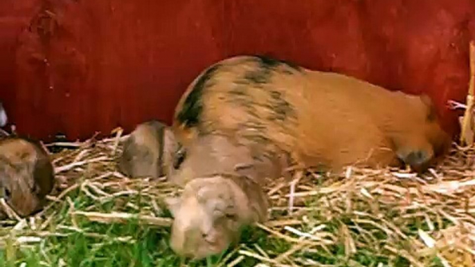 3 day old baby guinea pigs eating grass