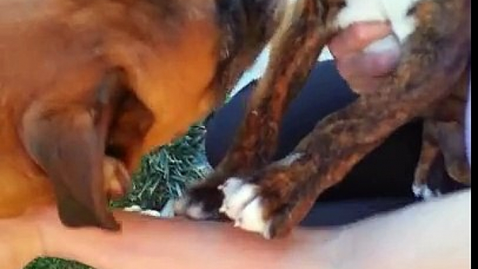 Cutest Boxer puppy meets Boxer dog for the first time!