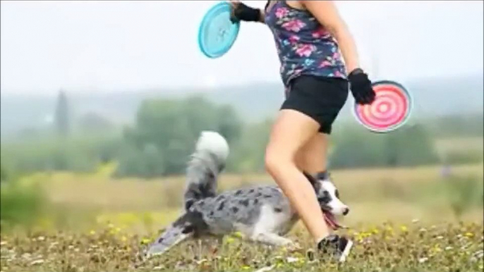 Border Collie Zoe - Frisbee !!