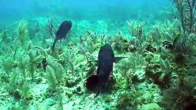 Bahamas Spearfishing