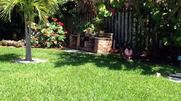 German Shepherd Service Dog Puppy Playing Frisbee