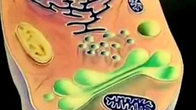 Cell Organelles And Their Function Animation (BOTH 3D AND MICROSCOPIC VIEWS )