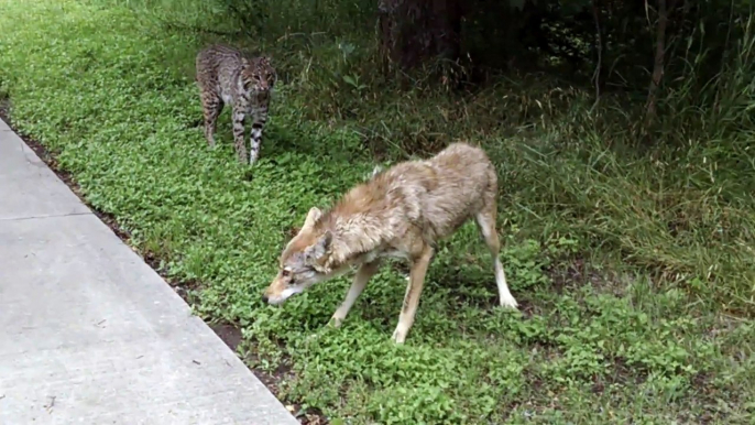 Bike ride interruptus - Bikers meet coyote and bobcat in texas