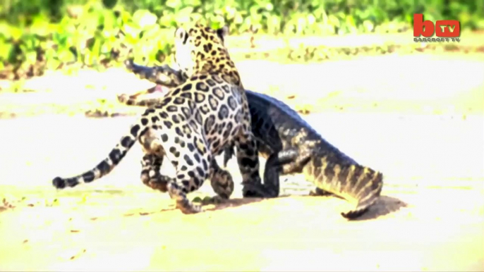 Jaguar Attacks Crocodile: Big Cat Attacks Caiman Crocodile