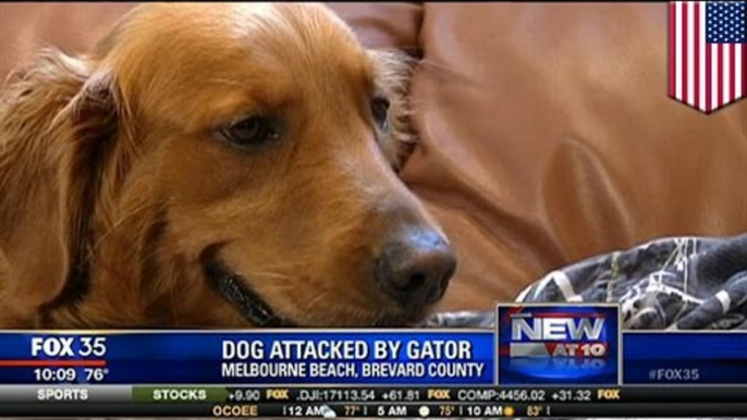 Alligator vs dog: Man saves his golden retriever from the jaws of huge Florida gator