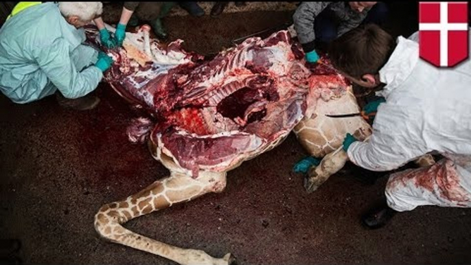Denmark giraffe controversy: Second zoo plans to kill giraffe called Marius