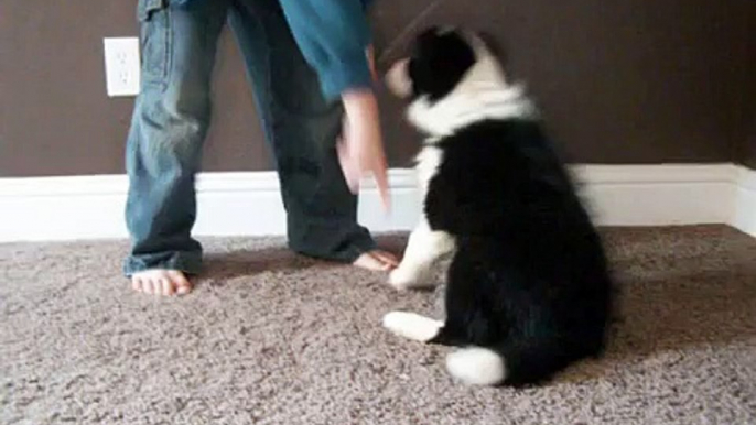 Clicker training an 11 week old Border Collie puppy.