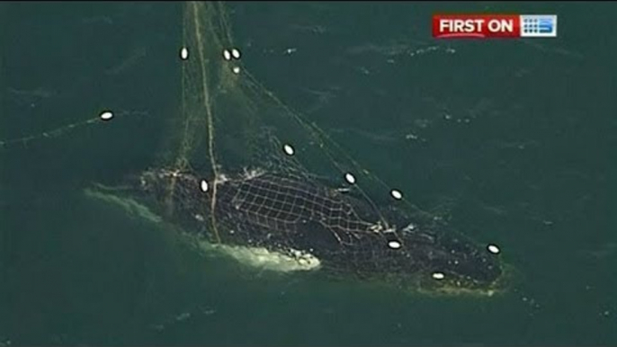 Whale freed from shark net off Sunshine Coast in Queensland