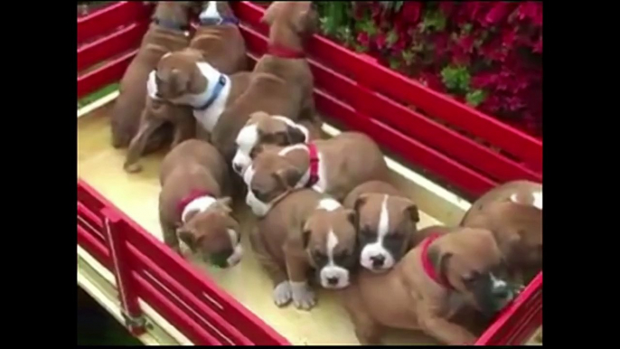 TOP 10 CUTEST BOXER PUPPY VIDEOS OF ALL TIME