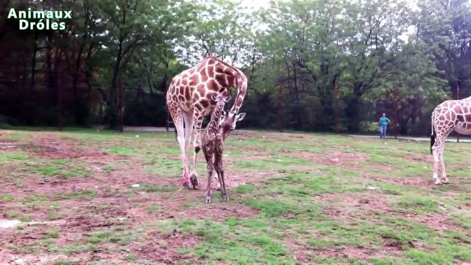 Mignons bébés animaux Debout pour la première fois et faire vos premiers Compilation [HD V