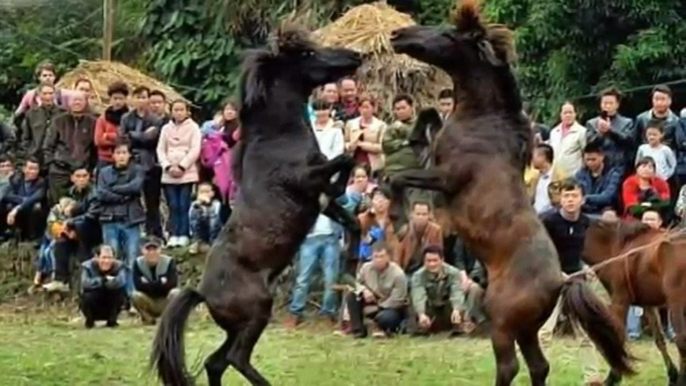 Horse-fighting a bloody Chinese New Year tradition in southern China