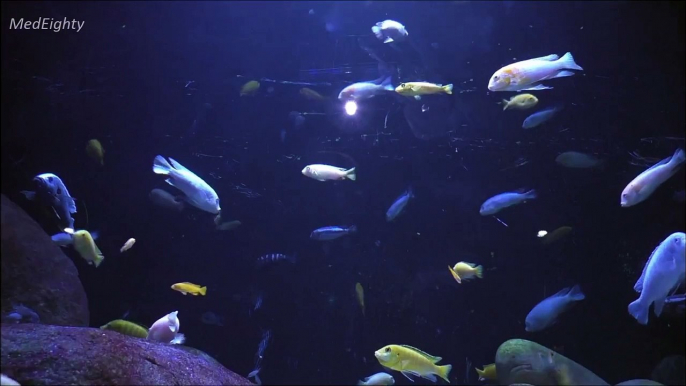 Fish from Lake Malawi at ZSL London Zoo