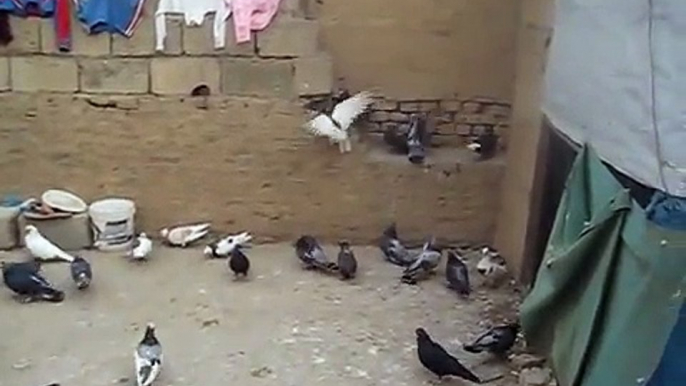 pigeons in hawler,, pigeon in kurdistan hawler,, kotr duvor kaftar kabootar hmam guvercin duer