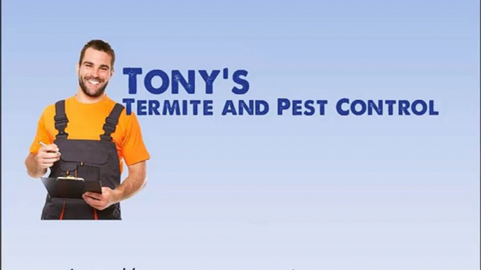 Termite Inspection Gold Coast