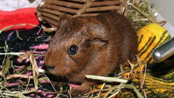 Montage of my guinea pigs...the guinea pig song!