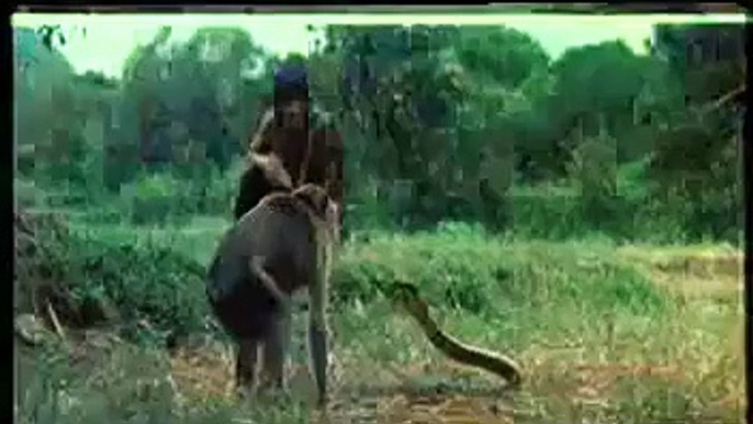 Snake Vs Monkey horrible fighting