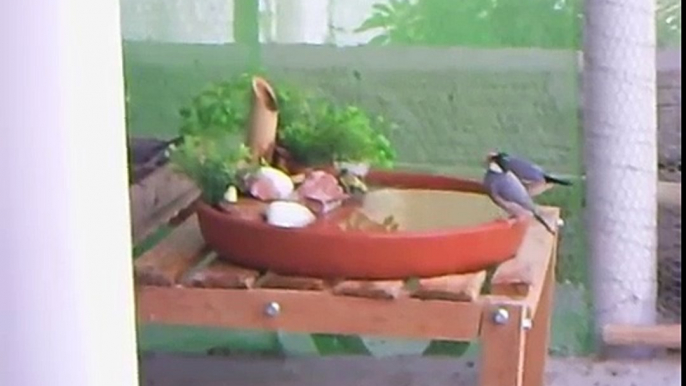 Pássaros Exóticos - Viveiro Externo - Pássaros tomando banho