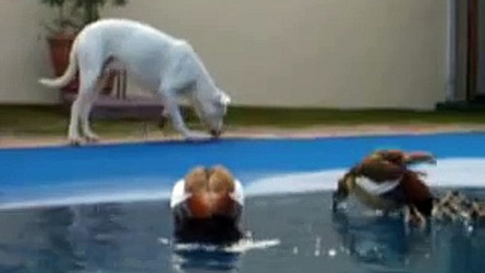 Dog chasing Ducks chasing Dog at Pool