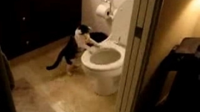 Un chat qui joue dans les toilettes