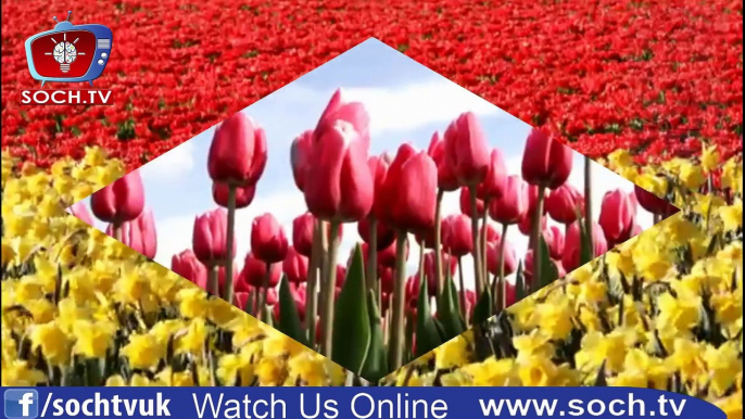 Documentary On Flowers Of Tulips